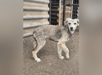 Hund Hündin Welpe Tierschutz Bundesweite Vermittlung