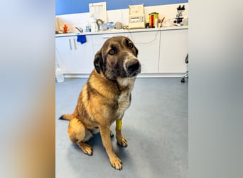 Hund Hündin Tierschutz Kastriert Bundesweite Vermittlung