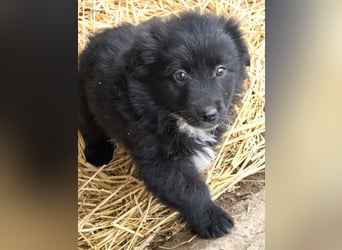 Hund Rüde Tierschutz Welpe Bundesweite Vermittlung