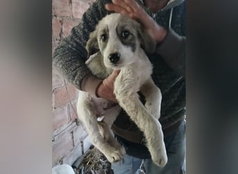 Hund Hündin Welpe Tierschutz Bundesweite Vermittlung