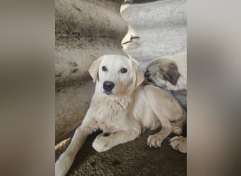 Hund Hündin Welpe Tierschutz Bundesweite Vermittlung