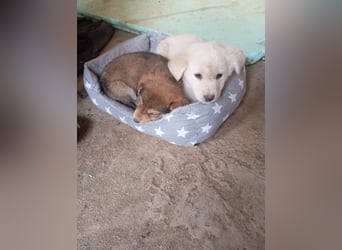 Hund Rüde Tierschutz Welpe Bundesweite Vermittlung