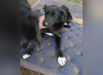 Hund Hündin Tierschutz Kastriert Bundesweite Vermittlung