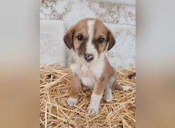 Hund Hündin Welpe Tierschutz Bundesweite Vermittlung