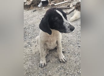 Hund Hündin Welpe Tierschutz Bundesweite Vermittlung