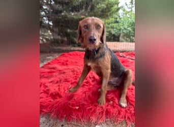 Hund Hündin Kastriert Tierschutz Bundesweite Vermittlung