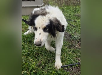 Hund Rüde Tierschutz Bundesweite Vermittlung