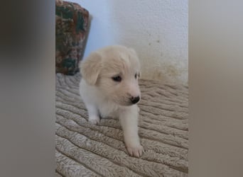 Hund Hündin Welpe Tierschutz Bundesweite Vermittlung