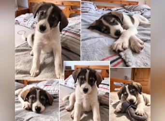 Hund Hündin Welpe Tierschutz Bundesweite Vermittlung