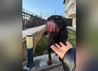 Hund Rüde Tierschutz Bundesweite Vermittlung