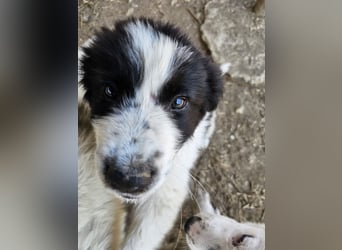 Hund Welpe Rüde Sam Tierschutz