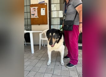 Hund Rüde Tierschutz kastriert Blind Handicap Bundesweite Vermittlung
