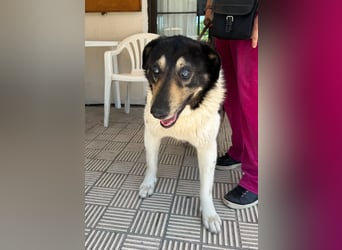 Hund Rüde Tierschutz kastriert Blind Handicap Bundesweite Vermittlung