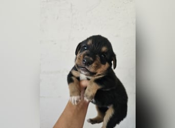 Hund Hündin Welpe Tierschutz Bundesweite Vermittlung
