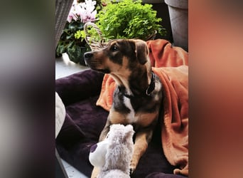 Hund Rüde Welpe Tierschutz Bundesweite Vermittlung