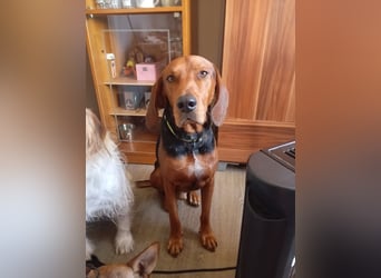 Hund Rüde Tierschutz Bundesweite Vermittlung