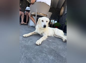 Hund Hündin Tierschutz kastriert Bundesweite Vermittlung