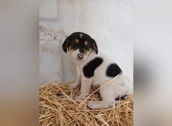Hund Rüde Welpe Tierschutz Bundesweite Vermittlung