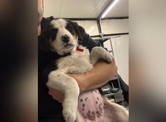 Hund Hündin Welpe Tierschutz Leia Bundesweite Vermittlung