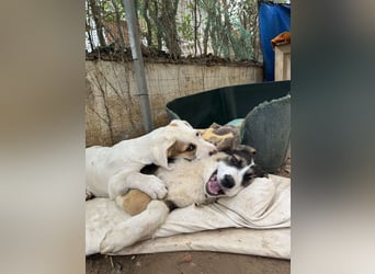 Hund Hündin Welpe Tierschutz Bundesweite Vermittlung