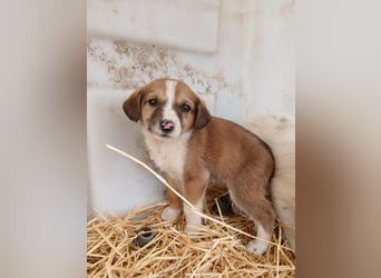 Hund Hündin Welpe Tierschutz Bundesweite Vermittlung