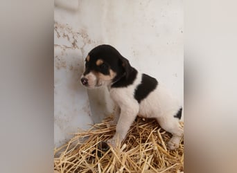 Hund Hündin Welpe Tierschutz Bundesweite Vermittlung