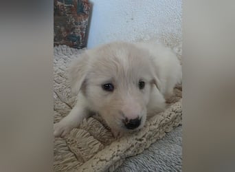 Hund Hündin Welpe Tierschutz Bundesweite Vermittlung