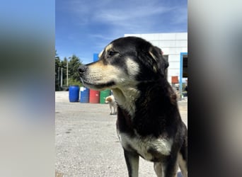 Hund Rüde Tierschutz Bundesweite Vermittlung