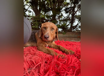 Hund Hündin Kastriert Tierschutz Bundesweite Vermittlung