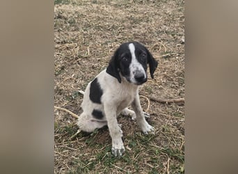 Hund Hündin Welpe Tierschutz Bundesweite Vermittlung