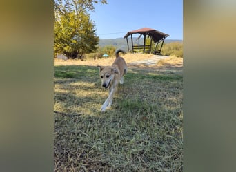 Hund Junghund Hündin Thalia Tierschutz Traumhund