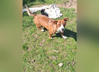 Hund Rüde Tierschutz Bundesweite Vermittlung