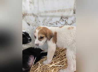 Hund Hündin Welpe Tierschutz Bundesweite Vermittlung