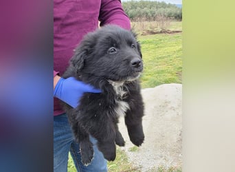 Hund Rüde Tierschutz Welpe Bundesweite Vermittlung