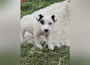 Hund Hündin Welpe Tierschutz Bundesweite Vermittlung