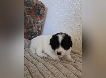 Hund Hündin Welpe Tierschutz Bundesweite Vermittlung