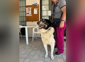 Hund Rüde Tierschutz kastriert Blind Handicap Bundesweite Vermittlung