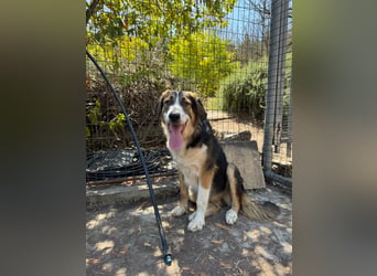 Hund Hündin Kastriert Tierschutz Bundesweite Vermittlung