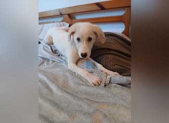 Welpe Hund Hündin Tierschutz Bundesweite Vermittlung
