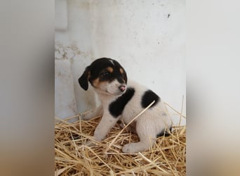 Hund Rüde Welpe Tierschutz Bundesweite Vermittlung