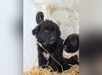 Hund Rüde Tierschutz Welpe Bundesweite Vermittlung
