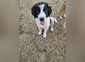 Hund Welpe Rüde Sam Tierschutz