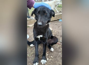 Hund Hündin Tierschutz Kastriert Bundesweite Vermittlung