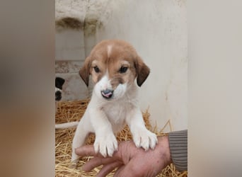 Hund Rüde Tierschutz Welpe Tierschutz Bundesweite Vermittlung