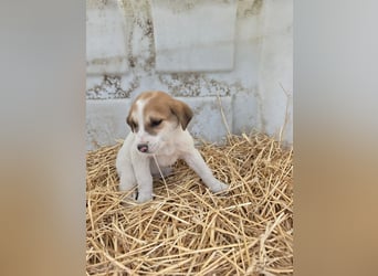 Hund Hündin Welpe Tierschutz Bundesweite Vermittlung