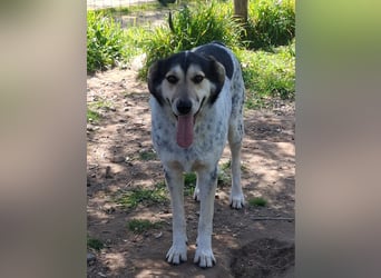 Hund Rüde Tierschutz Bundesweite Vermittlung