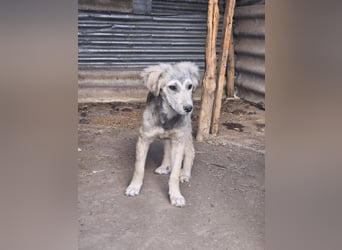 Hund Hündin Welpe Tierschutz Bundesweite Vermittlung