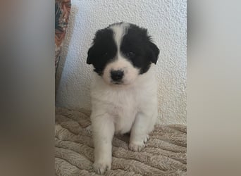 Hund Hündin Welpe Tierschutz Bundesweite Vermittlung