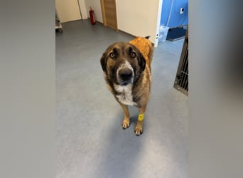 Hund Hündin Tierschutz Kastriert Bundesweite Vermittlung