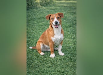 Hund Rüde Tierschutz Bundesweite Vermittlung